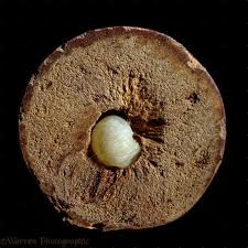 inside an oak gall
