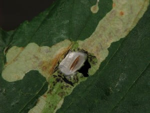 The pupation stage of the horse-chestnut leaf miner