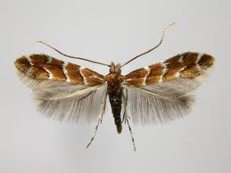 The Horse-Chestnut Leaf Miner Moth