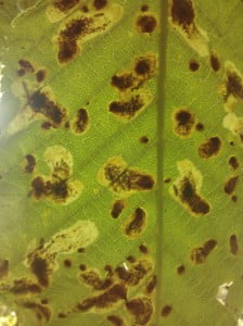The distinctive markings caused by the Horse-chestnut leaf miner