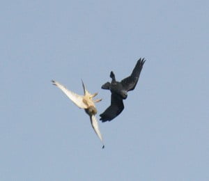 A kestrel and jackdaw fighting it out in the skies above Stoke Park, Bristol
