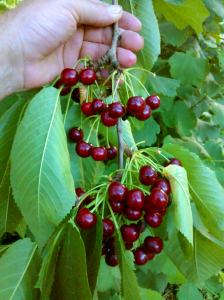 cherries on the tree